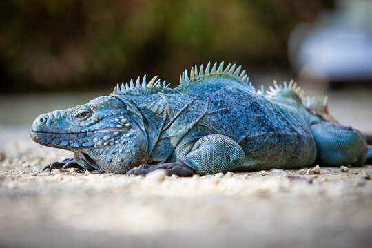 Extremely Rare Blue Iguana (Cyclura lewisi) is protected in the Queen Elizabeth II Botanic Park, where you can find the real natural habitat of this surprising creature. East End, Grand Cayman, Cayman