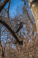 Bird In a Tree