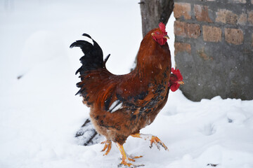 rooster walking  outdoors,snowy nature 