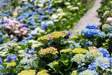 Obraz premium The colorful hydrangea is in full bloom