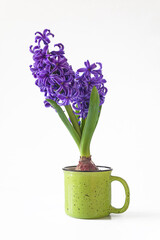 Beautiful blooming blue hyacinth flower in green mug isolated on white background. Vertical picture