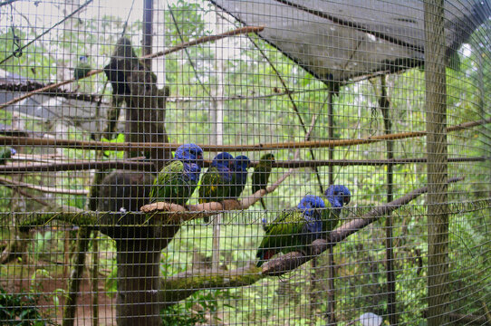 Papagallos en zoo