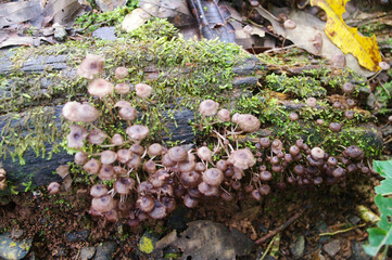 Hongos Amazonía