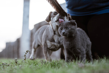 cat and dog