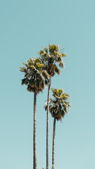 Fototapeta premium Palme tree