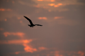 Fototapeta na wymiar Osprey flying at Hawar island of Bahrain during sunset