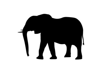 Silhouette Elefante