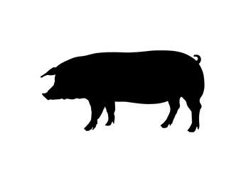 Silhouette maiale
