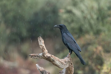 crow, the most intelligent bird, perched on a branch
