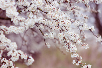 tree blossom with white flowers at springtime