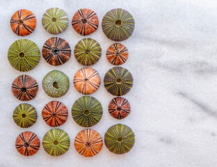 colorful sea urchins pattern on white marble background, space for your text