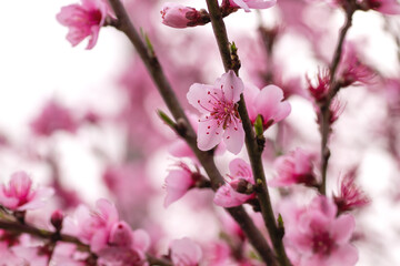 Peach tree blossoms
