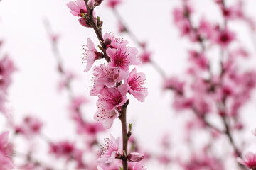Peach tree blossoms