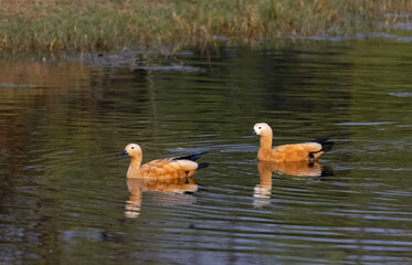 Ruddy Shelduck (Tadorna ferruginea) or Brahminy Duck
