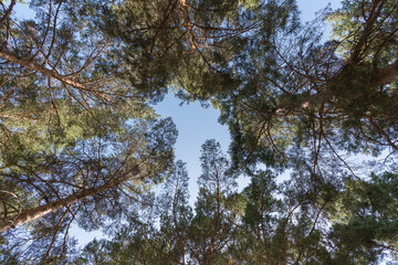 tops of a pine forest
