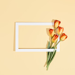 Retro style flower background. Tulip flower and white frame on pastel background. Spring minimal layout with light beige table and sunlight