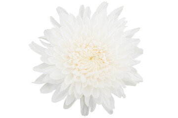 white chrysanthemum isolated on white