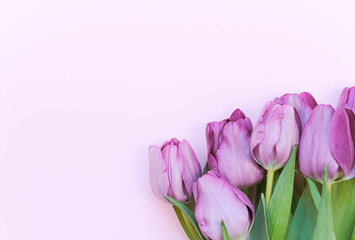 Fototapeta premium Ramo de tulipanes de color morado sobre papel rosa.