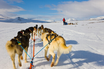 Dog sledding for musk ox watching in autumn in the tundra landscape of Dovrefjell National Park. Norway. Europe