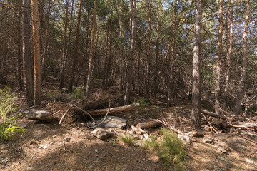 pine forest in Sierra Nevada in southern Spain
