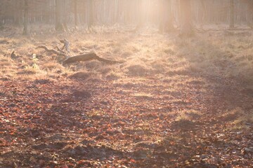 Lonely forest clearing with tree trunk in autumn twilight sun. Soul of nature environment is symbol for hope life and healing. Also dignified obituary resurrection image showing silence and peace