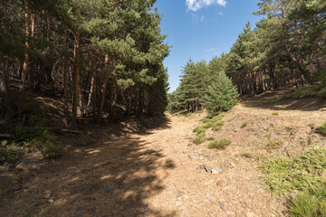 Naklejka na ściany i meble pine forest in Sierra Nevada in southern Spain