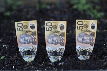 Three Australian $50 dollars planted in garden bed