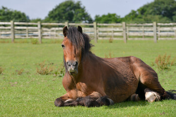 Pretty bay pony lies relaxing in field on summers day.