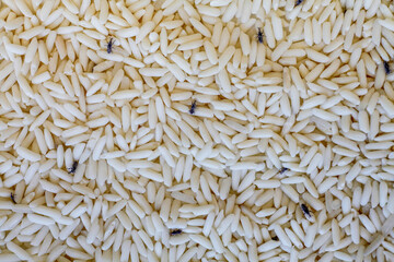 Weevils on grains of rice