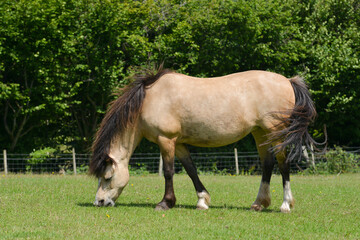 Naklejka na ściany i meble Fat and happy , pretty pony munches on fresh grass on a summers day.