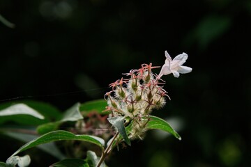 Mehrbl&uuml;tige Blume mit Spinnweben - Multi-flowered flower with cobwebs