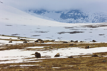 Musk Oxen in Autumn in the tundra landscape of Dovrefjell National Park. Norway. Europe