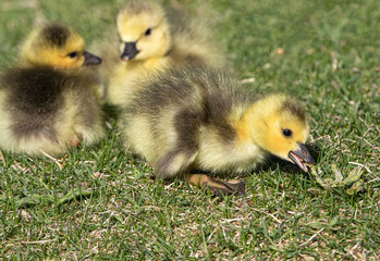 A very young baby goose discovers a nearby weed for a meal.