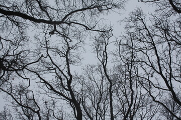 Dark winter trees