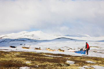 Dog sledding for musk ox watching in autumn in the tundra landscape of Dovrefjell National Park. Norway. Europe