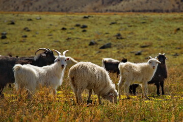 Fototapeta premium Russia. Mountain Altai. Goats on poor pasture in the valley of the Katun river.