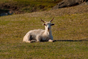 Russia. Mountain Altai. Goats on poor pasture in the valley of the Katun river.