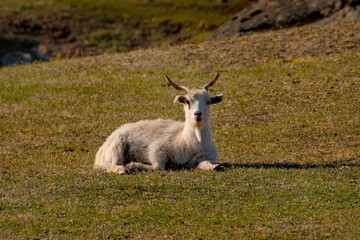 Russia. Mountain Altai. Goats on poor pasture in the valley of the Katun river.