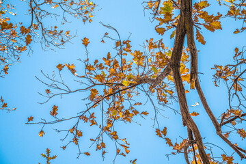Dry autumn oak leaves in nature against the sky.