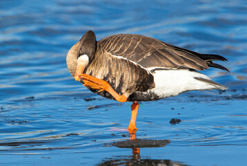 A closeup of a Greater White Fronted Goose scratching his nose or beak and displaying his orange foot and pinkish foot nails.