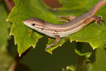 lizard on a tree