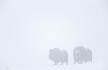 Musk Oxen in Autumn in the tundra landscape of Dovrefjell National Park. Norway. Europe