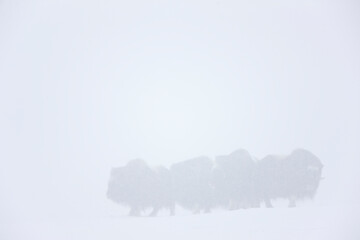 Musk Oxen in Autumn in the tundra landscape of Dovrefjell National Park. Norway. Europe