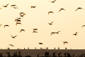 A motion blur image shwoing Socotra cormorants in flight at Hawar island, Bahrain