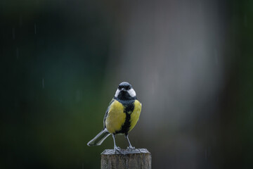 Great tit (parus major) under the rain
