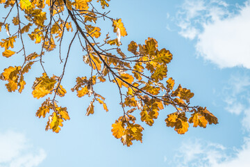 Dry autumn oak leaves in nature against the sky.