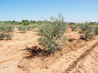 olive tree in Valencia, Spain