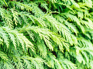 Cypress closeup in a forest