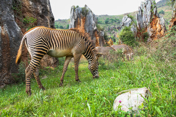 Cebra de primer plano del genero Equus Grevyi pastando en un parque zoológico. 