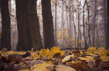 Autumnal view of ground level. Withered leaves covering the soil of a wilderness. Kampinos National Park, Poland. Selective focus on the leaves in front of the picture, blurred background.